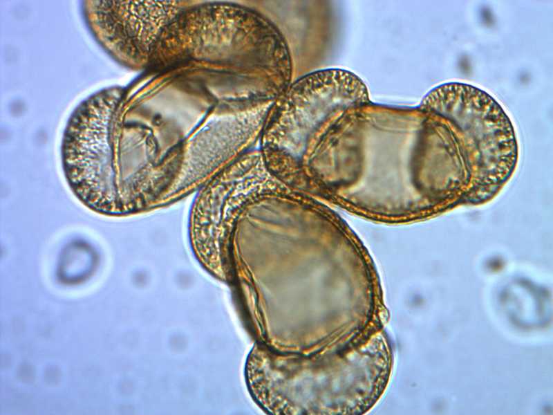 Pylová zrna borovice černé (Pinus nigra J. F. Arnold), Referenční pylová sbírka české květeny.